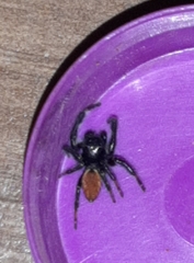 Carrhotus xanthogramma