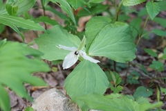 Trillium simile
