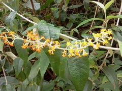 Buddleja madagascariensis
