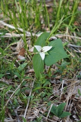 Trillium simile