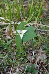 Trillium simile