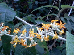 Buddleja madagascariensis
