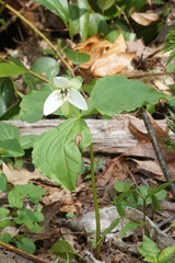 Trillium simile