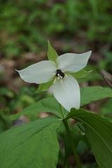 Trillium simile