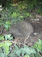 Erinaceus concolor