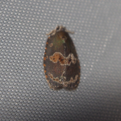 Cnesteboda celligera