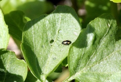 Phyllotreta dilatata