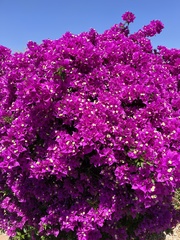 Bougainvillea