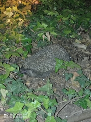 Erinaceus concolor