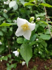 Philadelphus coronarius