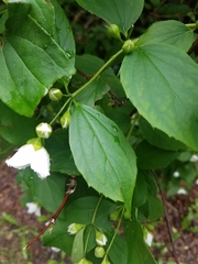Philadelphus coronarius