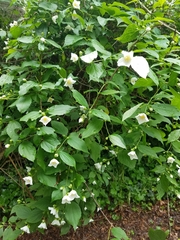 Philadelphus coronarius