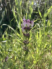 Stachys rigida rigida