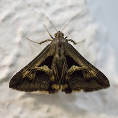 Melipotis bisinuata