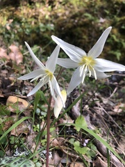 Erythronium citrinum
