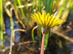 Taraxacum multilepis