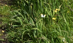 Anthocharis julia flora