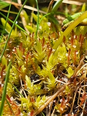 Ptychostomum weigelii
