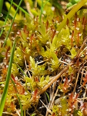 Ptychostomum weigelii