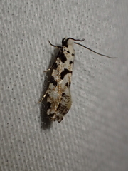 Nemapogon nevadella