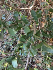 Daphnopsis racemosa