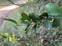 Daphnopsis racemosa