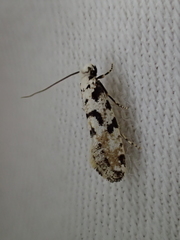 Nemapogon nevadella