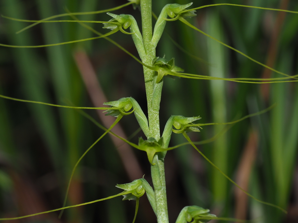 Peristylus tentaculatus (Peristylus tentaculatus)