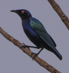 Lamprotornis purpureus