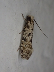 Nemapogon nevadella