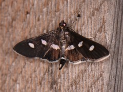 Desmia subdivisalis