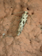 Nemapogon nevadella