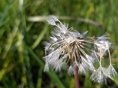 Taraxacum multilepis
