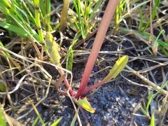 Taraxacum multilepis