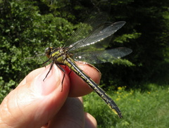 Phanogomphus descriptus