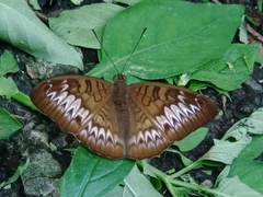 Tanaecia palguna