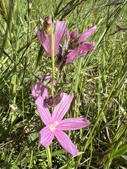Sidalcea malviflora purpurea