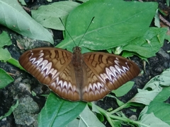 Tanaecia palguna