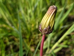 Taraxacum multilepis