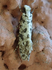 Nemapogon nevadella