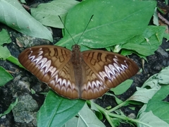 Tanaecia palguna