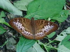 Tanaecia palguna