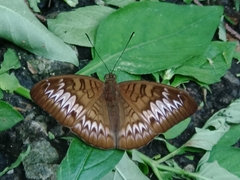 Tanaecia palguna