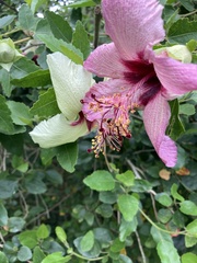Hibiscus insularis