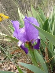 Iris