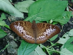Tanaecia palguna