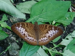 Tanaecia palguna