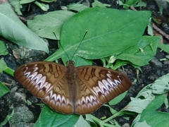 Tanaecia palguna