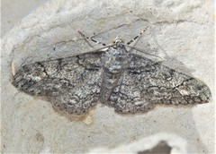 Cleora sublunaria