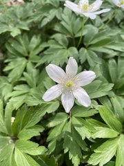 Anemonoides nemorosa